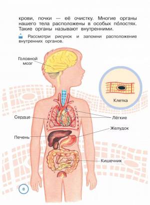 Раскраска строение тела человека #4 #513362