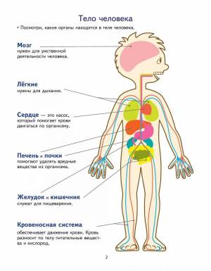 Раскраска строение тела человека #11 #513369