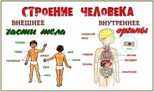 Раскраска строение человека #16 #513410