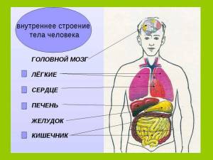 Раскраска строение человека 2 класс #2 #513421