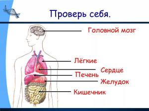 Раскраска строение человека 2 класс #13 #513432