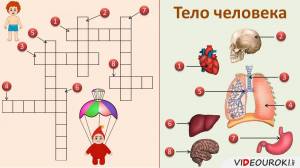 Раскраска строение человека 2 класс #27 #513446