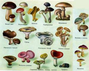 Раскраска съедобные грибы #2 #515999