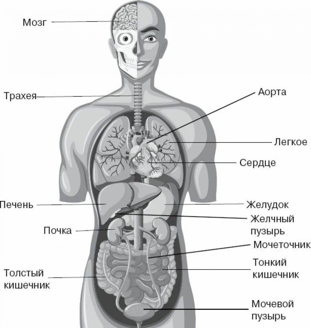 Схема человека с внутренними органами женщины