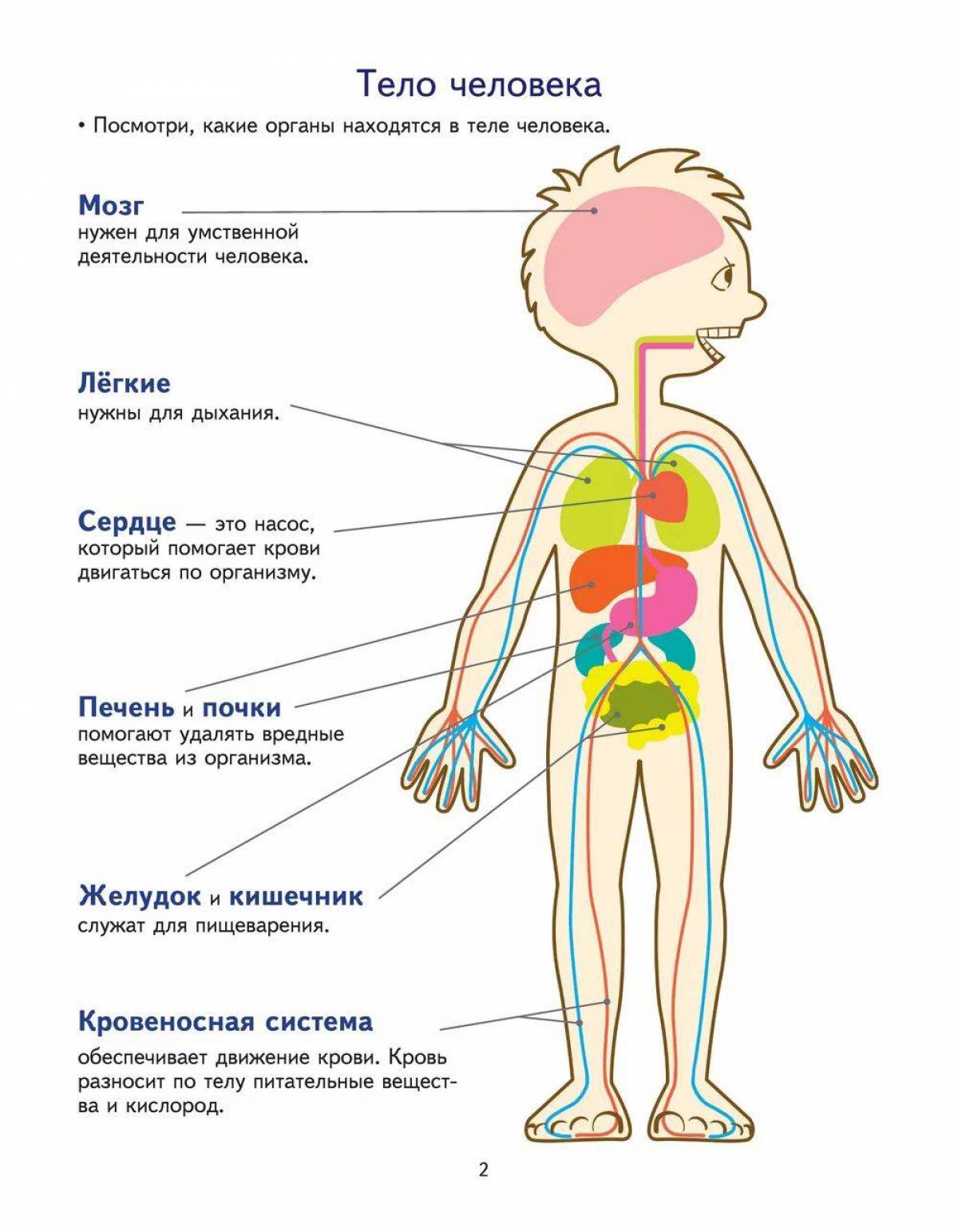 Рисунок строения тела человека