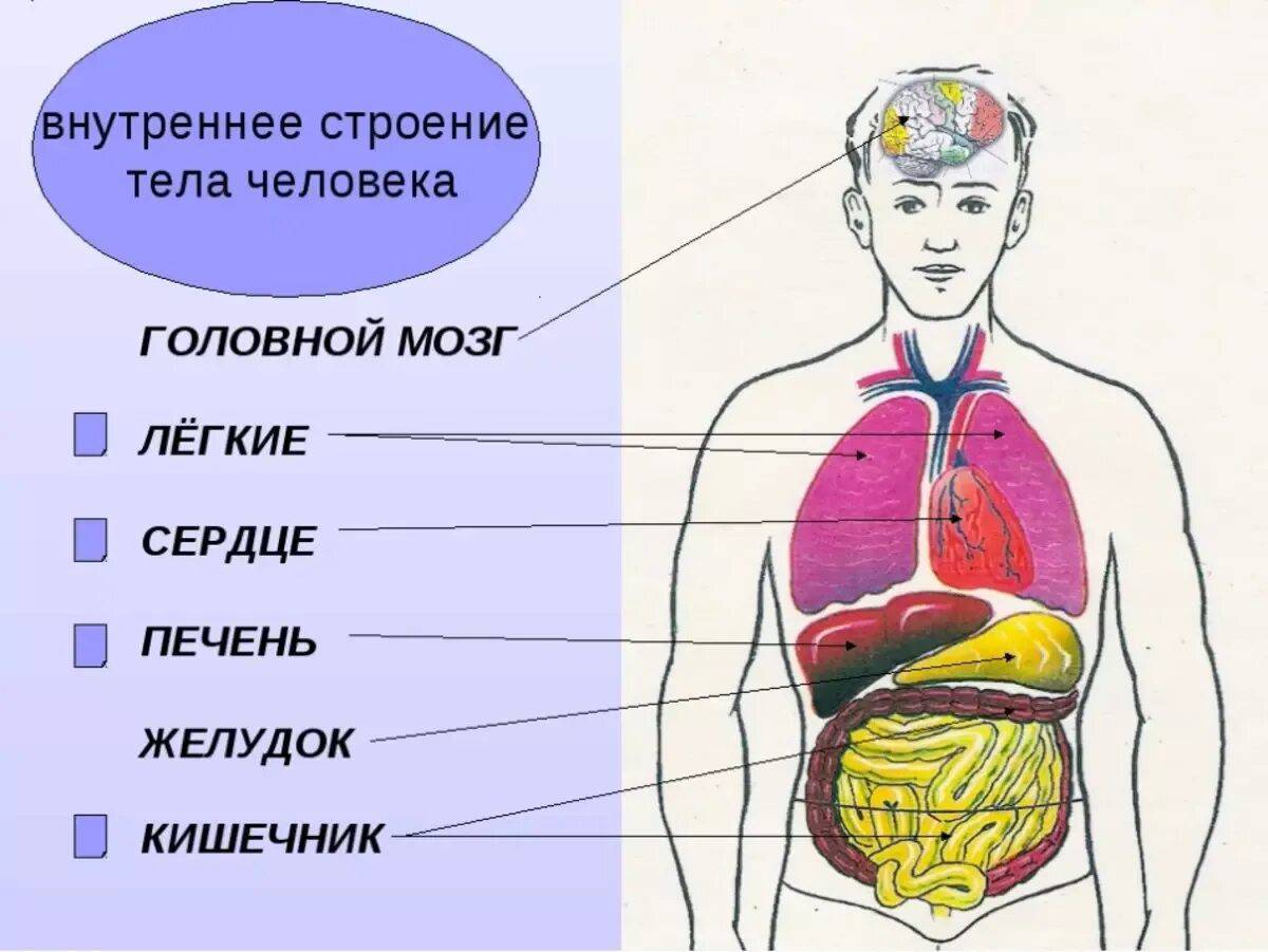 Строение тела человека #13