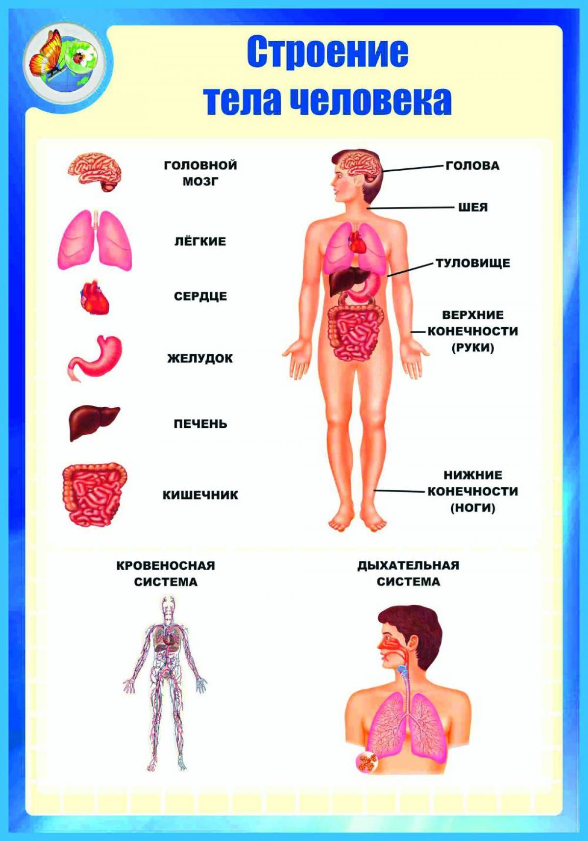 Общее строение организма. Человек строение тела человека. Плакат организм человека для детей. Строение тела человека 6 класс. Модель плаката внешнее и внутреннее строение человека.