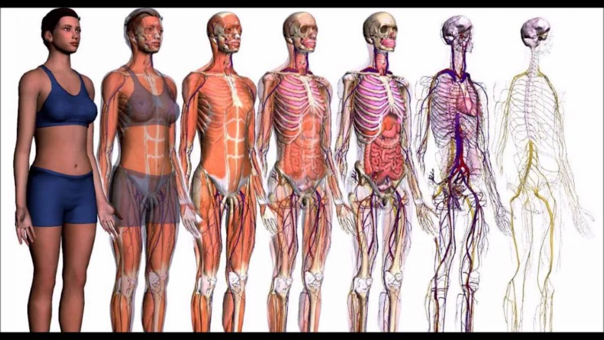 Строение тела человека #24