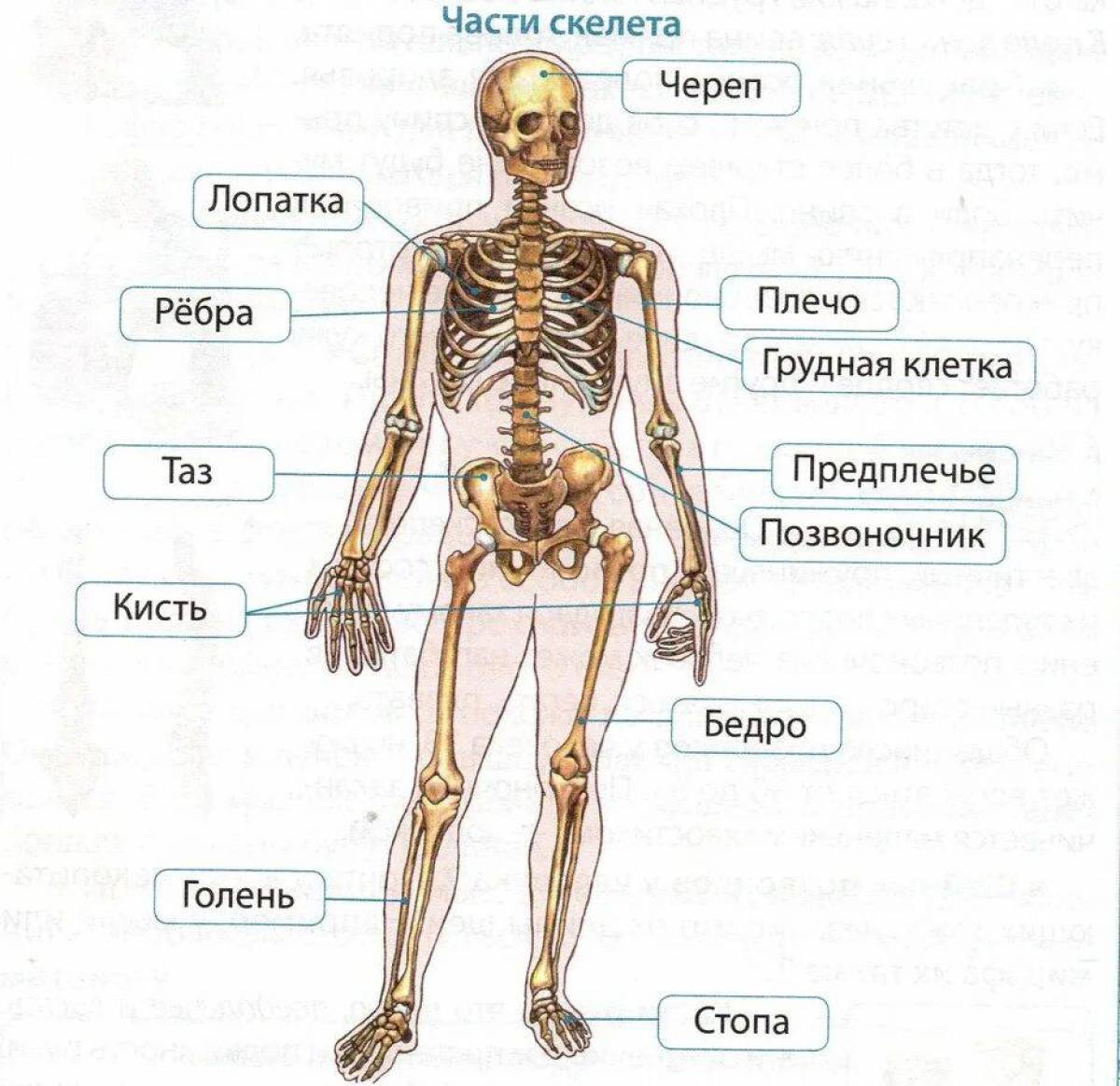 Схема частей тела человека картинки с названиями