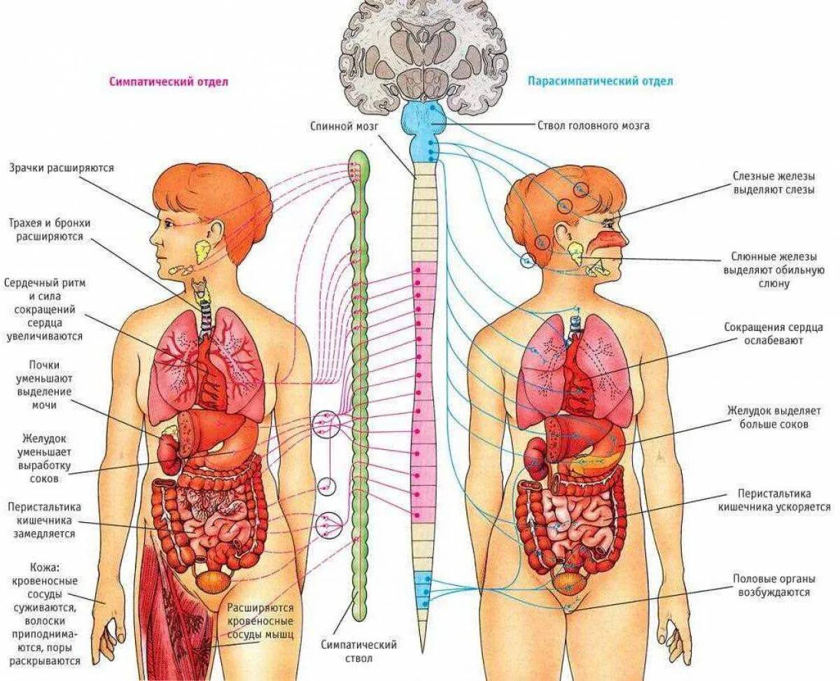 Анатомия груди и лёгких (иллюстрации)