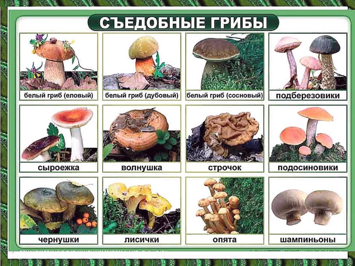 Съедобные грибы #1