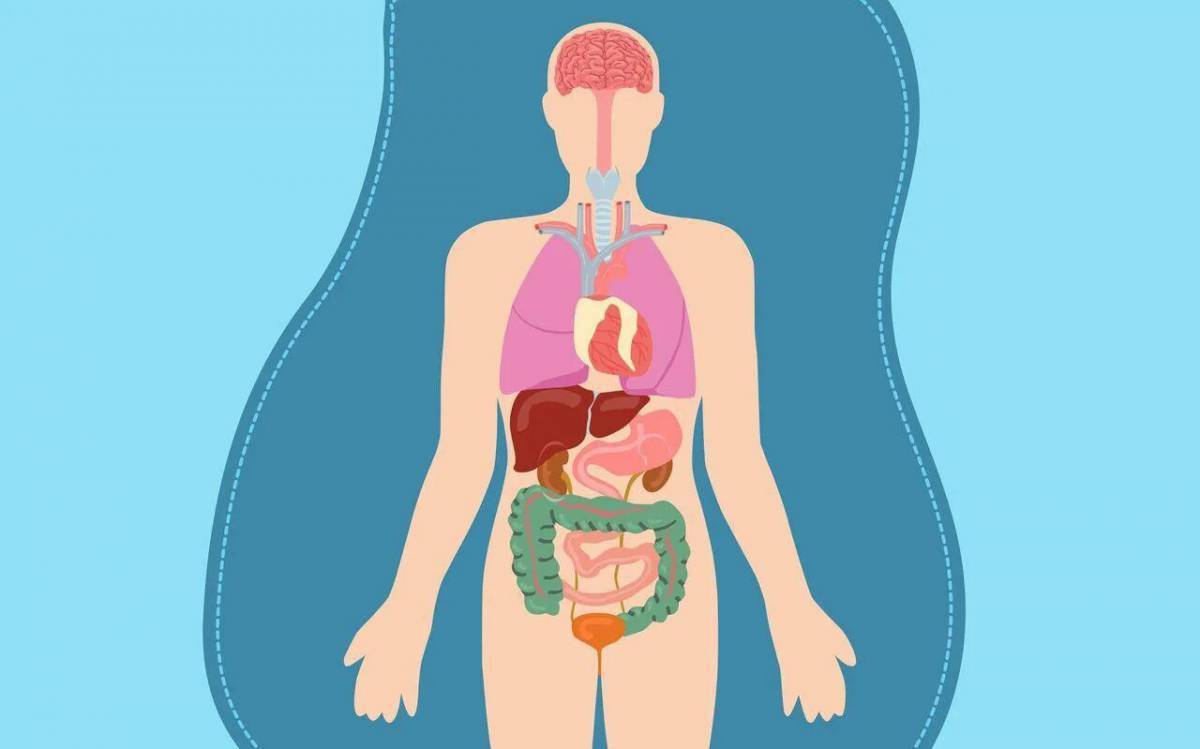 Картинка человека с внутренними органами