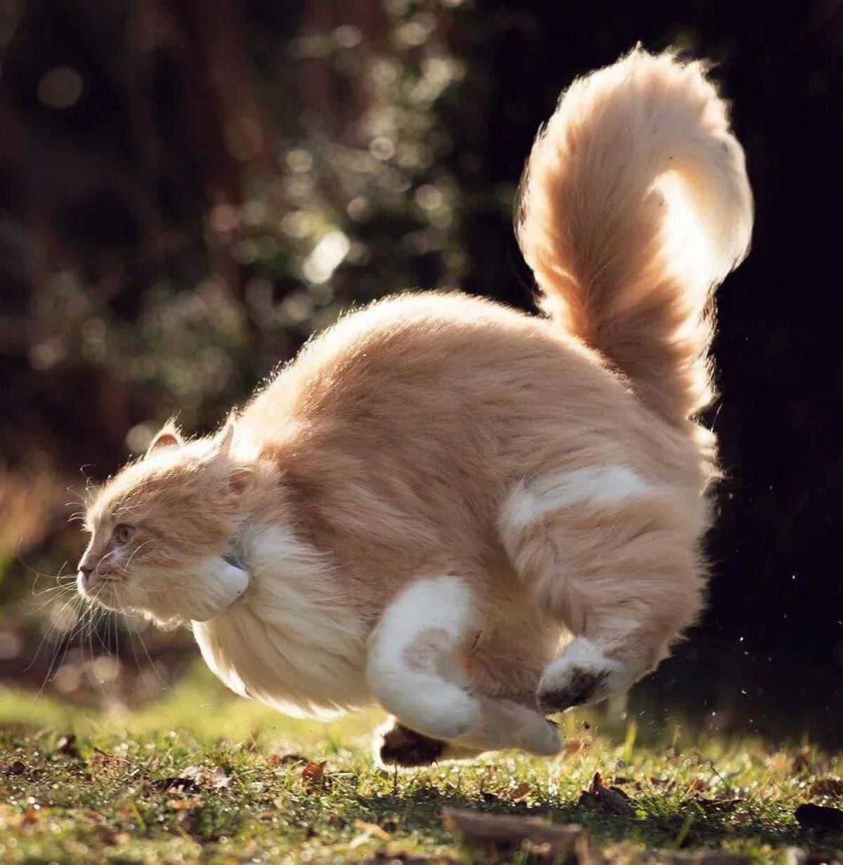 Ну всякие разные. Кот в движении. Летающий кот. Животные в движении фото. Грациозность кошки.