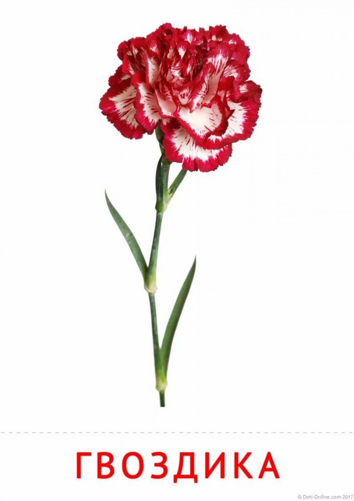 Гвоздик рост. Гвоздика цветок. Гвоздика Равел. Гвоздика (Carnation) Ness. Гвоздика Андржеевского.