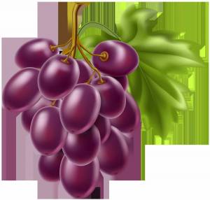 Раскраска виноград для детей #1 #48059