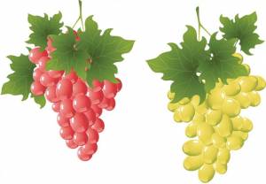 Раскраска виноград для детей #5 #48063