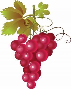 Раскраска виноград для детей #6 #48064