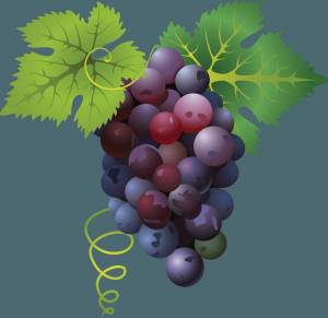 Раскраска виноград для детей #8 #48066