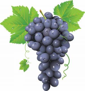 Раскраска виноград для детей #9 #48067