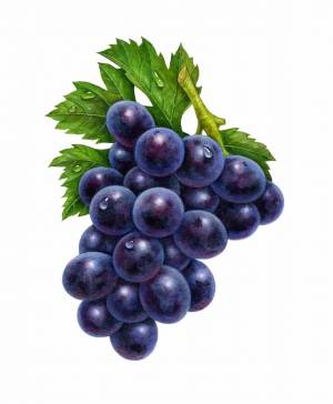 Раскраска виноград для детей #10 #48068