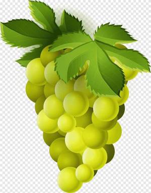 Раскраска виноград для детей #13 #48071