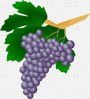 Раскраска виноград для детей #15 #48073