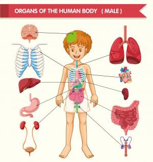 Раскраска внутренние органы человека #11 #49287
