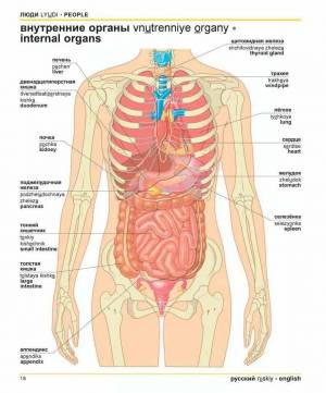 Раскраска внутренние органы человека #21 #49297