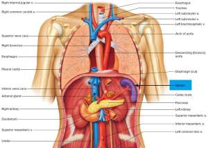 Раскраска внутренние органы человека #25 #49301