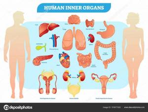 Раскраска внутренние органы человека #29 #49305