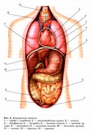 Раскраска внутренние органы человека #33 #49309