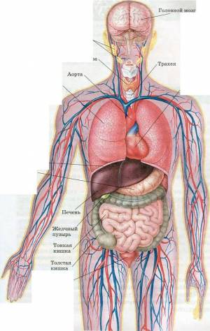 Раскраска внутренние органы человека #35 #49311