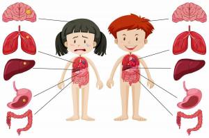 Раскраска внутренние органы человека для детей #1 #49314