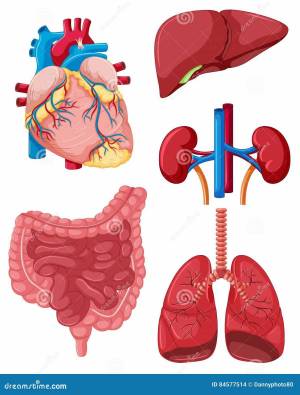 Раскраска внутренние органы человека для детей #4 #49317