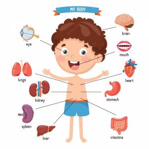Раскраска внутренние органы человека для детей #5 #49318