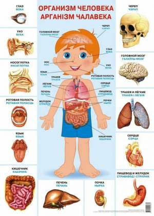 Раскраска внутренние органы человека для детей #6 #49319