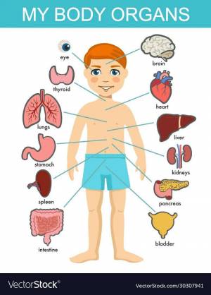 Раскраска внутренние органы человека для детей #9 #49322