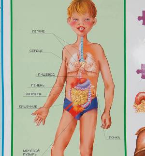 Раскраска внутренние органы человека для детей #13 #49326