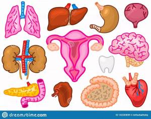 Раскраска внутренние органы человека для детей #14 #49327