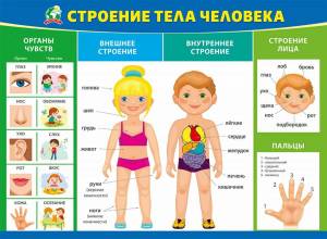 Раскраска внутренние органы человека для детей #23 #49336
