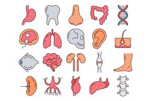 Раскраска внутренние органы человека для детей #31 #49344