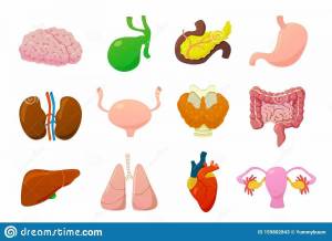Раскраска внутренние органы человека для детей #33 #49346