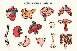 Раскраска внутренние органы человека для детей #38 #49351