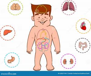 Раскраска внутренние органы человека для детей #39 #49352