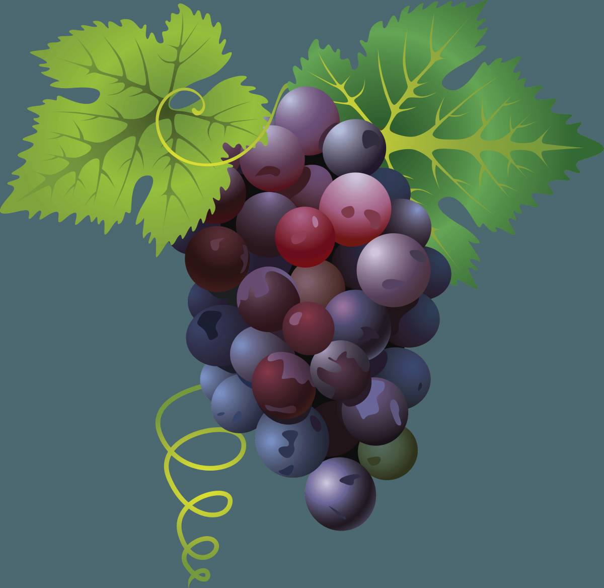 Виноград для детей #8