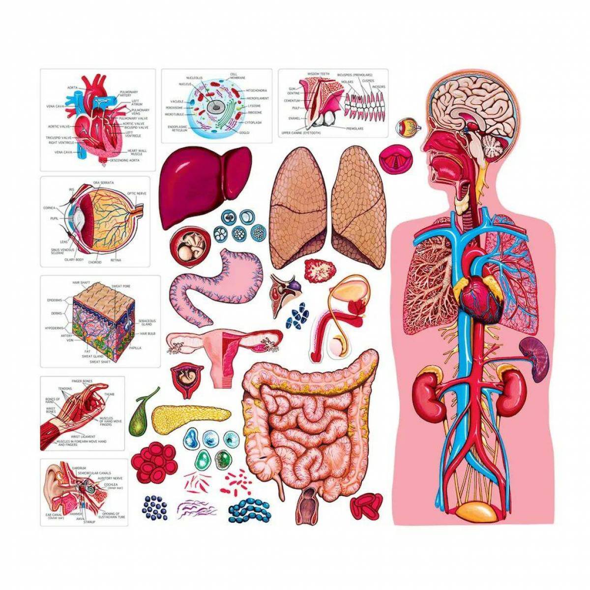 Набор для опытов «Анатомия человека» 3690720