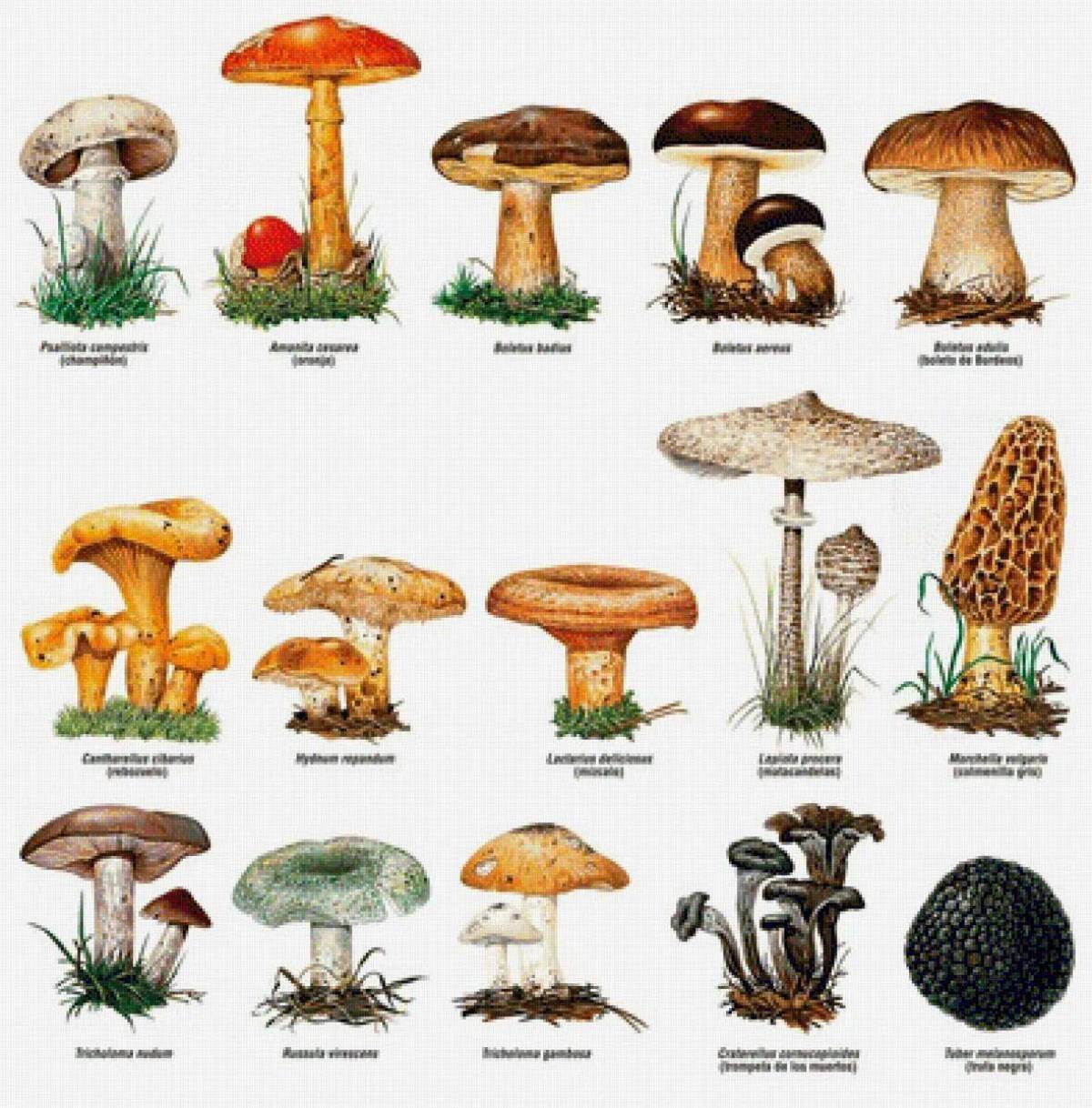 Название некоторых грибов. Грибы съедобные и несъедобные с названиями. Съедобные условно съедобные и несъедобные грибы. Съедобные и несъедобные грибы картинки с названиями. Рисунки съедобных грибов и несъедобных грибов с названиями.