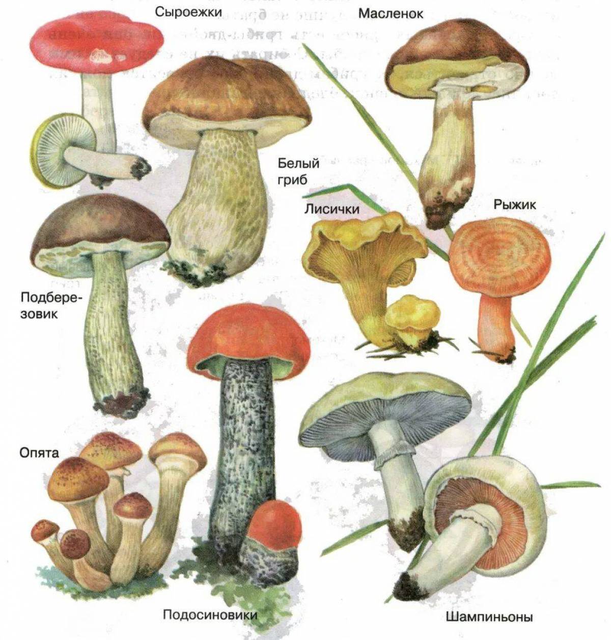 Грибы вы знаете какие съедобные. Название лесных съедобных грибов. Рисунки съедобных грибов с названиями. Сыроежка Боровик подосиновик масленок. Маслёнок, подосиновик, Боровик, сыроежка:.