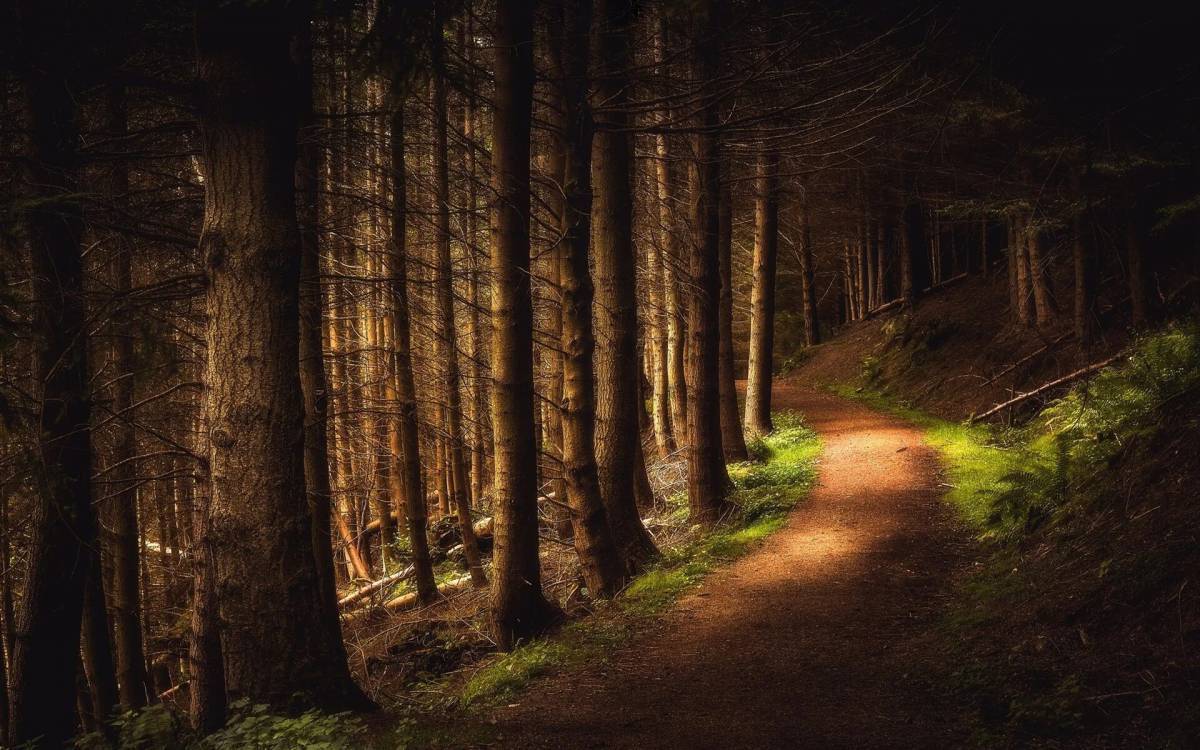 Страстны лес. Лесные тропы Шварцвальд осенью. Шварцвальд тропа. Дремучий лес в Шотландии. Тропинка в лесу.