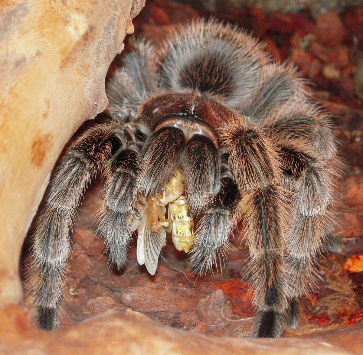 Фото пауков птицеедов. Паук Тарантул. Grammostola aureostriata. Пауки-птицееды пауки-птицееды. Паук птицеед Голиаф.